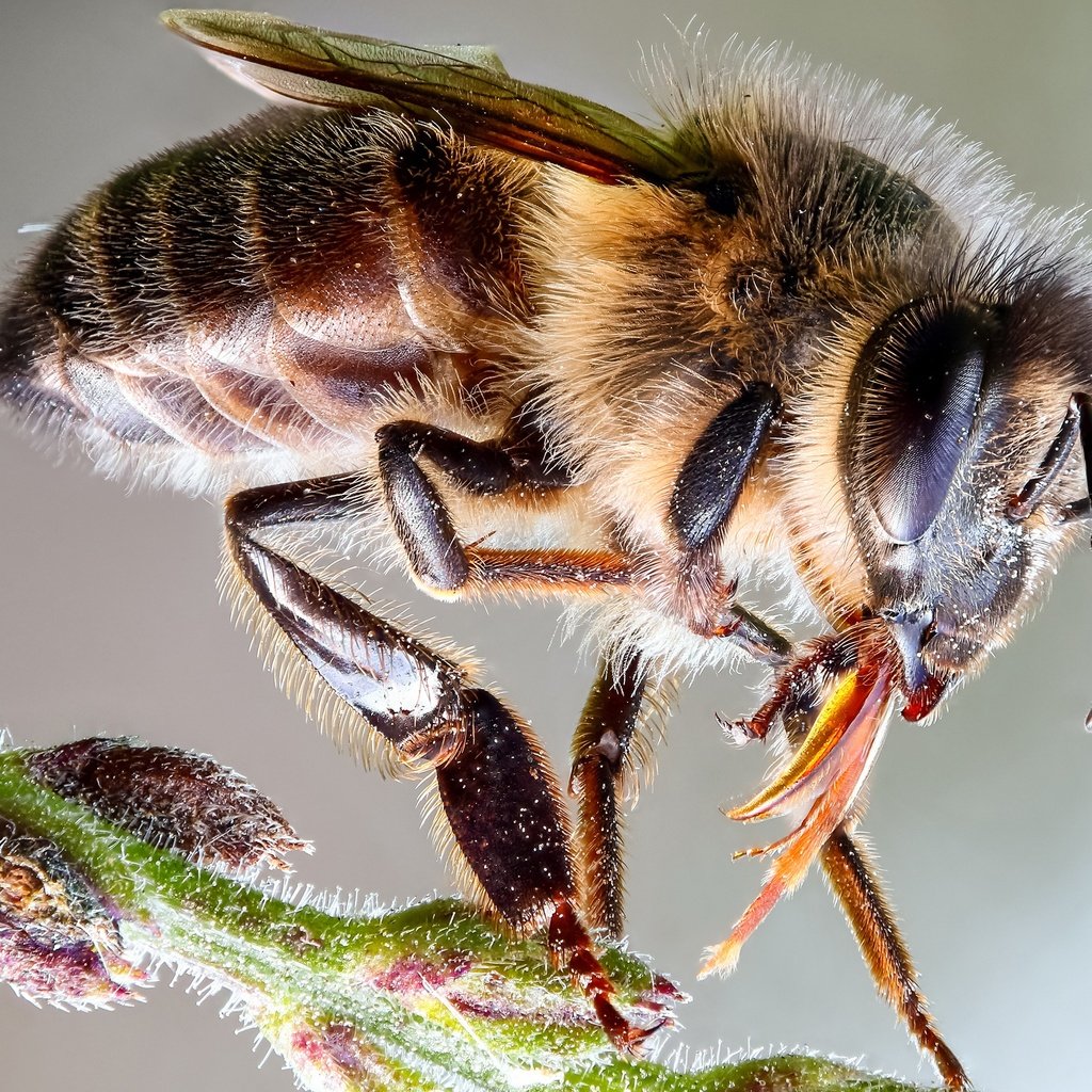 Обои глаза, макро, насекомое, фон, пчела, пыльца, стебелёк, eyes, macro, insect, background, bee, pollen, stem разрешение 3000x1875 Загрузить