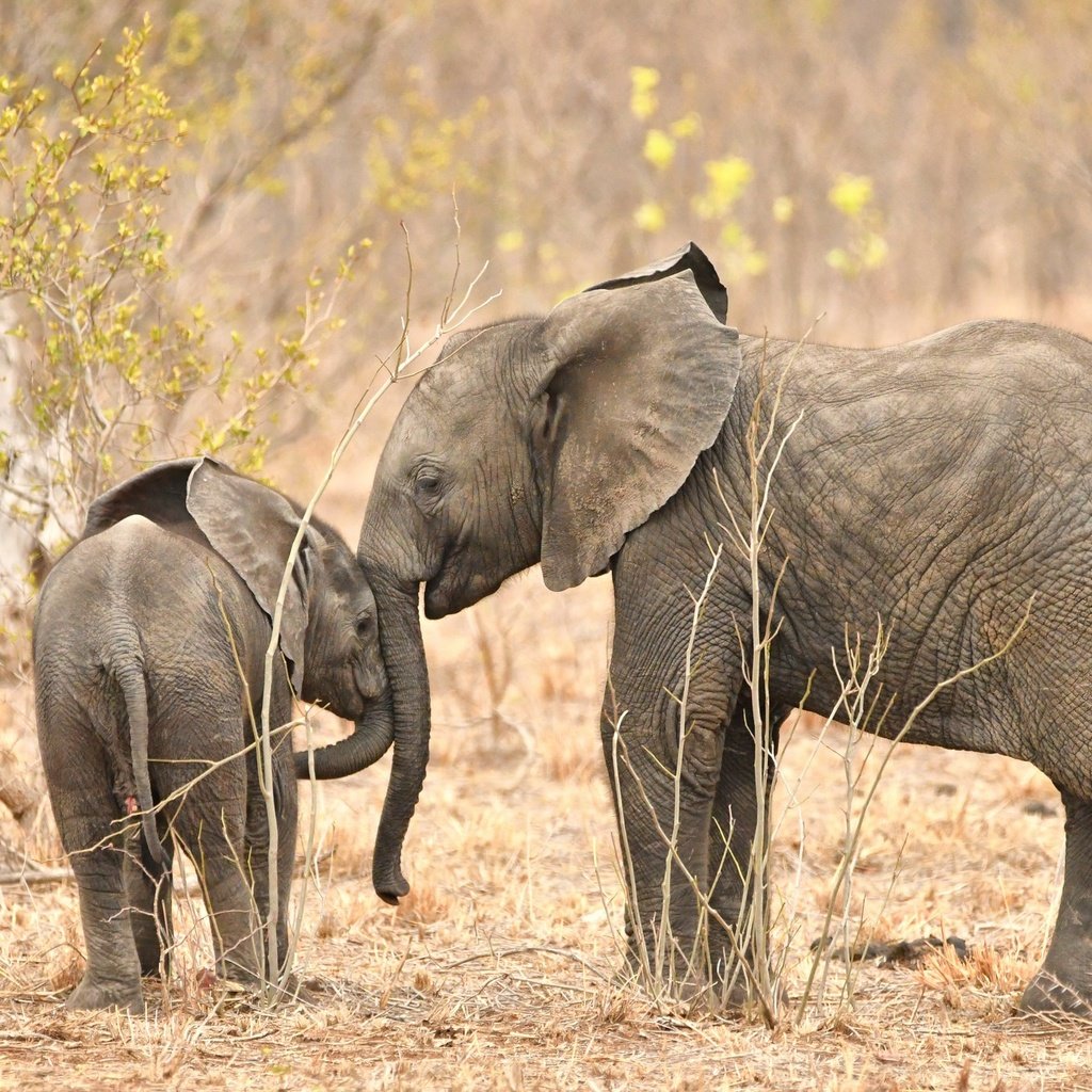 Обои природа, африка, слоны, хобот, nature, africa, elephants, trunk разрешение 2048x1365 Загрузить