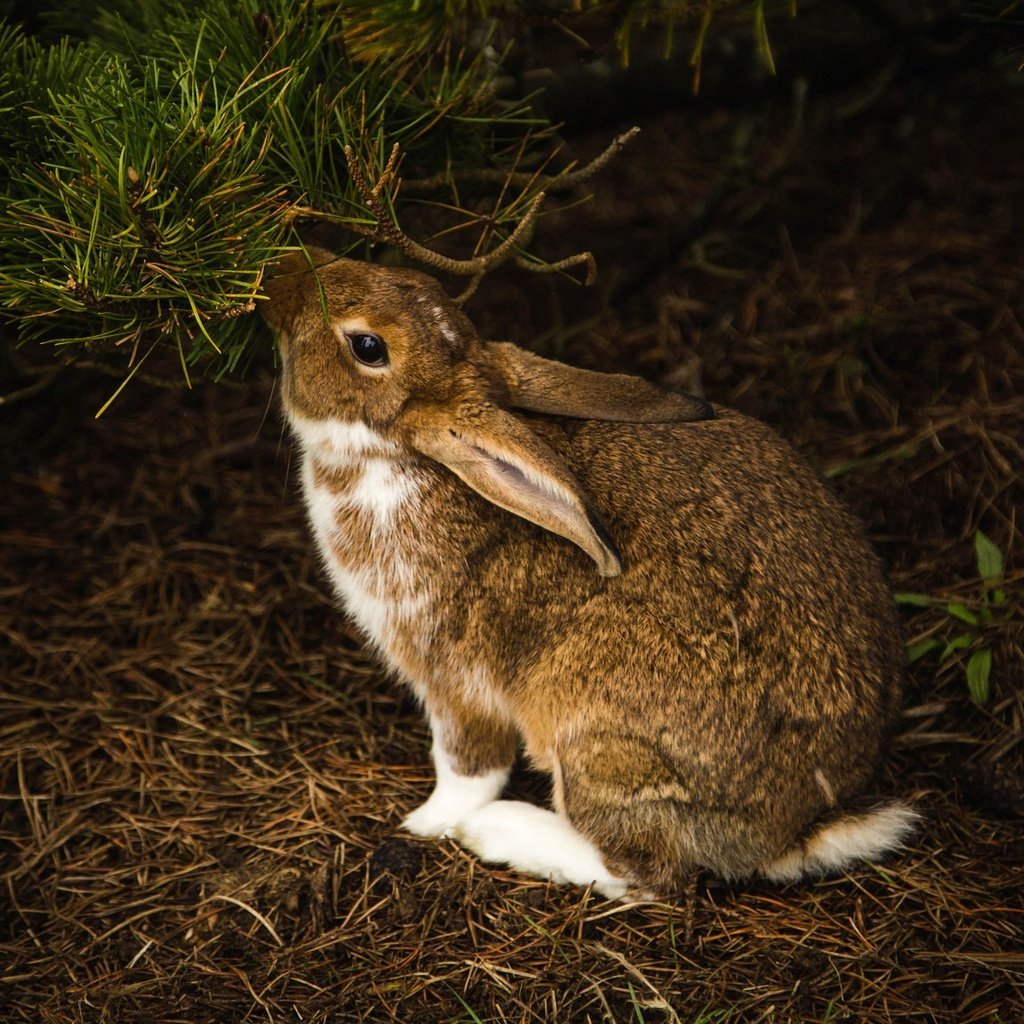 Обои хвоя, ветки, темный фон, кролик, заяц, зайчик, грызун, needles, branches, the dark background, rabbit, hare, bunny, rodent разрешение 2048x1152 Загрузить