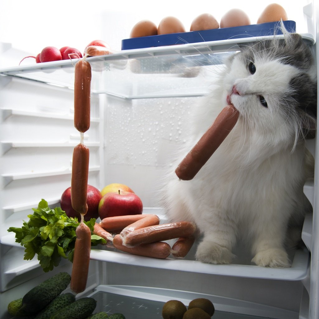 Обои кот, мордочка, усы, кошка, взгляд, холодильник, сосиски, cat, muzzle, mustache, look, refrigerator, sausage разрешение 5200x3735 Загрузить