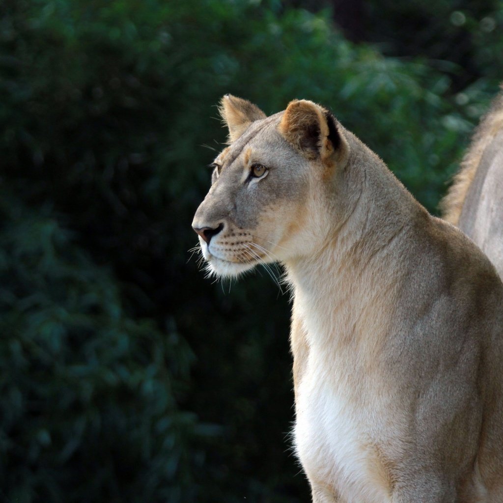 Обои глаза, взгляд, профиль, лев, хищники, львица, eyes, look, profile, leo, predators, lioness разрешение 2048x1370 Загрузить