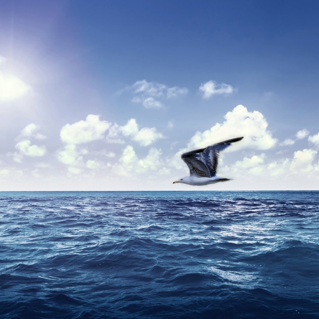 Обои небо, море, чайка, океан, the sky, sea, seagull, the ocean разрешение 2560x1600 Загрузить
