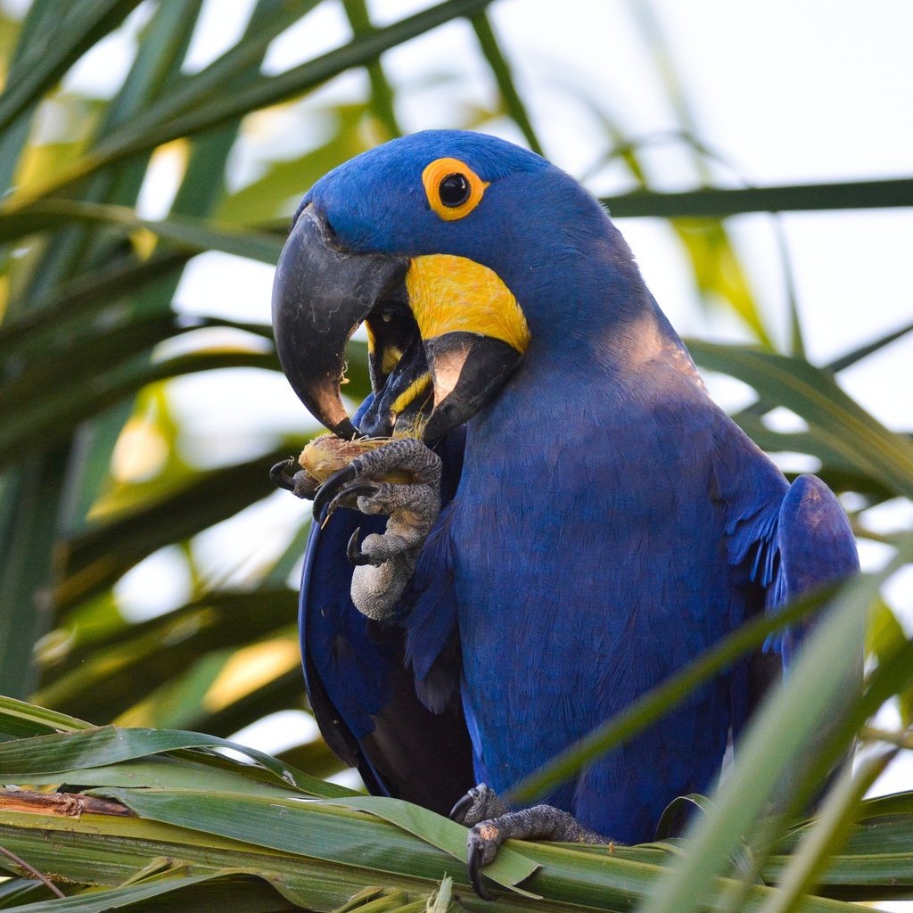 Обои растения, птица, клюв, перья, попугай, ара, plants, bird, beak, feathers, parrot, ara разрешение 2048x1365 Загрузить