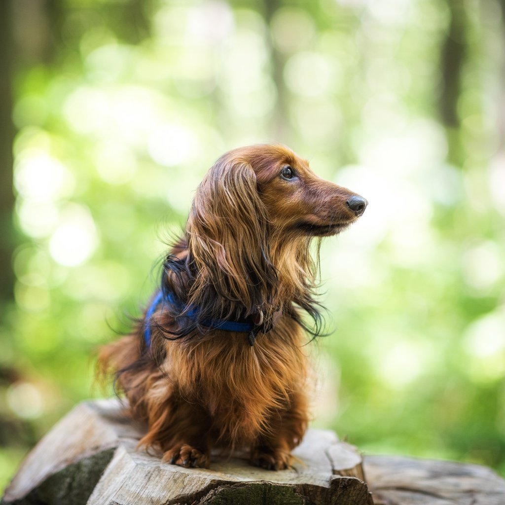 Обои собака, друг, такса, длинношерстная, dog, each, dachshund, longhair разрешение 2048x1368 Загрузить