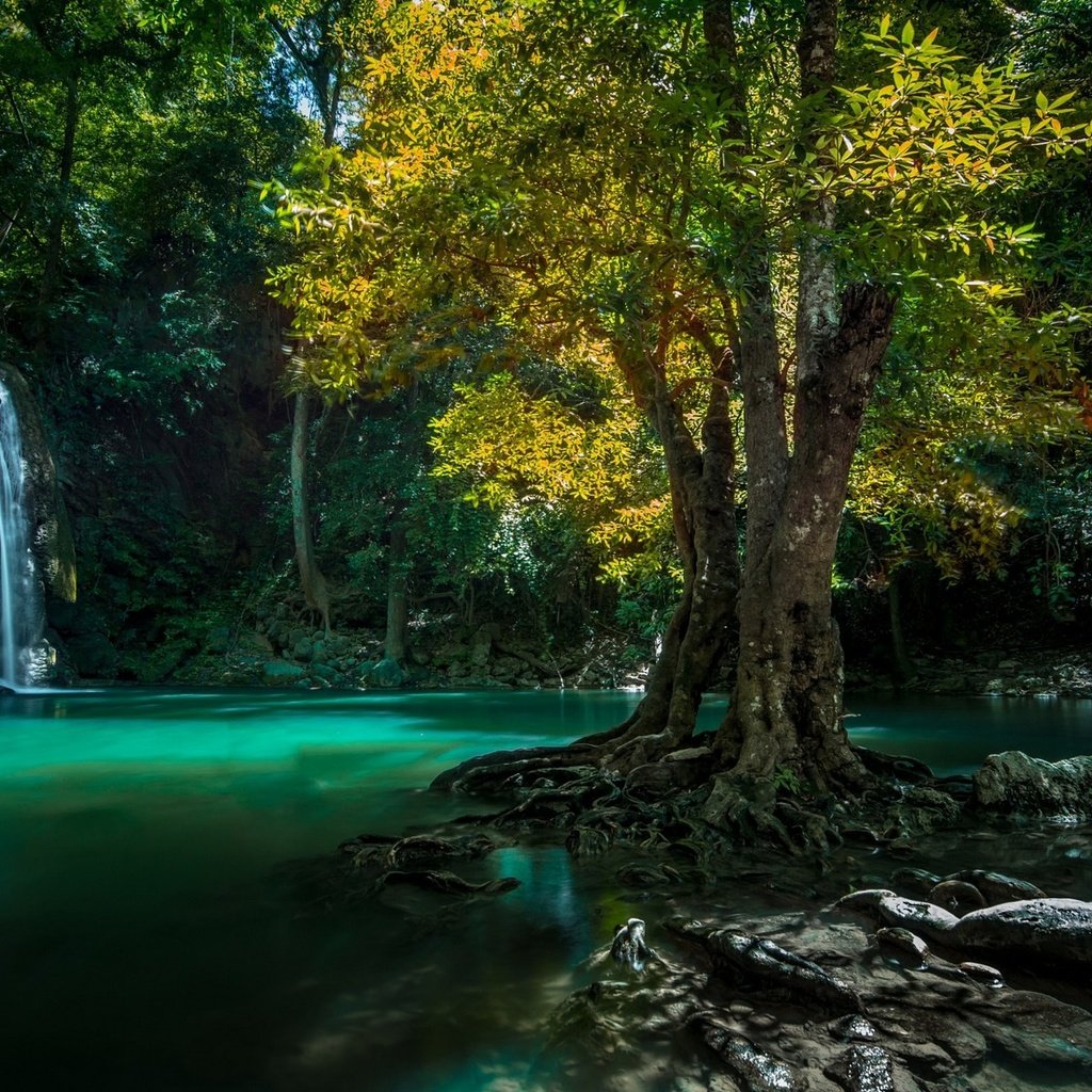 Обои вода, тропики, природа, дерево, камни, лес, водопад, корни, таиланд, water, tropics, nature, tree, stones, forest, waterfall, roots, thailand разрешение 1920x1200 Загрузить