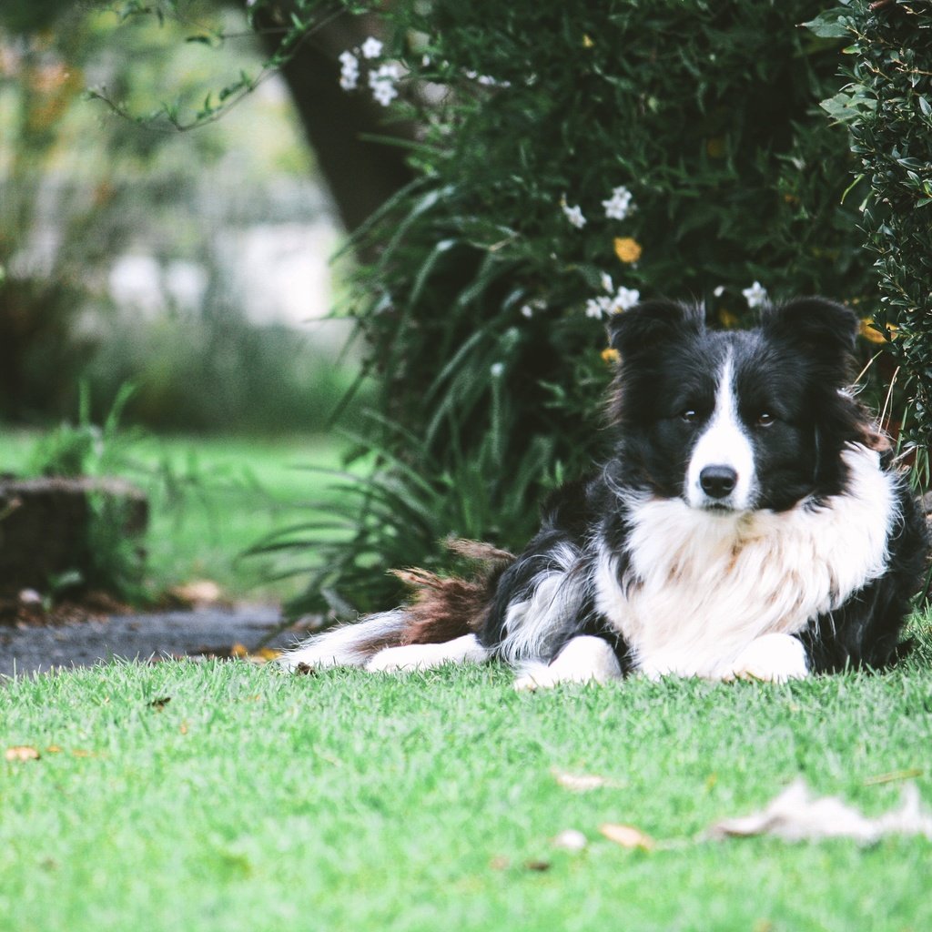 Обои трава, собака, лежа, бордер-колли, grass, dog, lying, the border collie разрешение 3888x2592 Загрузить