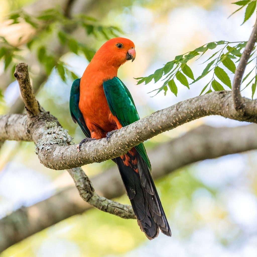 Обои ветка, дерево, птица, клюв, перья, попугай, branch, tree, bird, beak, feathers, parrot разрешение 2048x1365 Загрузить