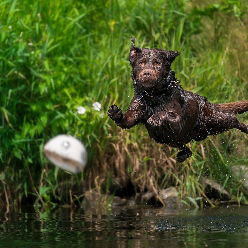 Обои вода, собака, брызги, прыжок, мяч, мокрая, лабрадор-ретривер, water, dog, squirt, jump, the ball, wet, labrador retriever разрешение 2048x1152 Загрузить