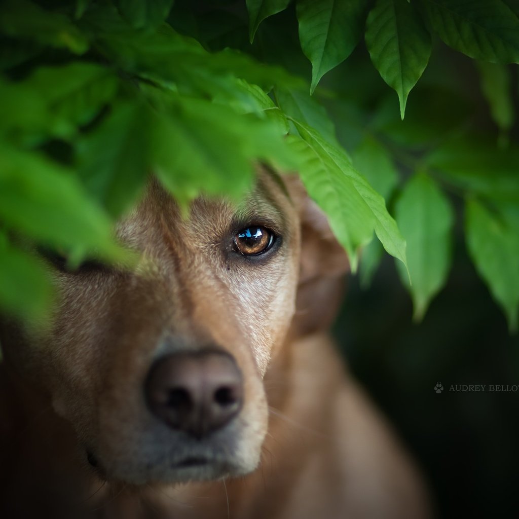 Обои листья, мордочка, взгляд, собака, leaves, muzzle, look, dog разрешение 2560x1579 Загрузить