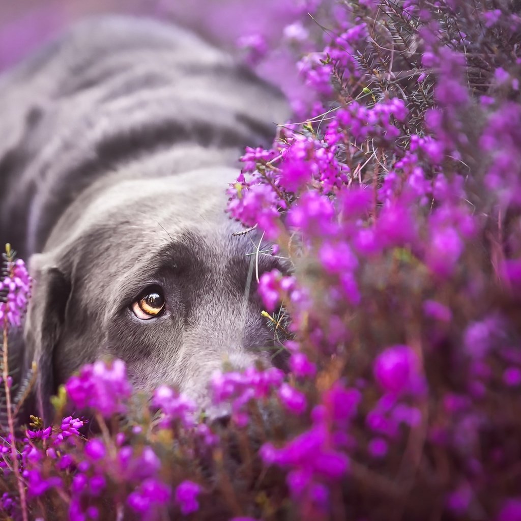 Обои грусть, взгляд, собака, лабрадор, ретривер, лежа, фиолетовые цветы, sadness, look, dog, labrador, retriever, lying, purple flowers разрешение 1920x1147 Загрузить