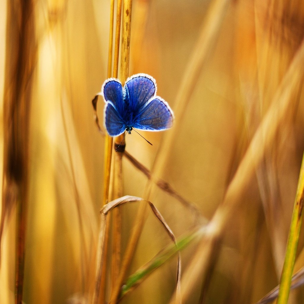 Обои трава, насекомое, бабочка, крылья, травинки, травинка, grass, insect, butterfly, wings, a blade of grass разрешение 1920x1200 Загрузить