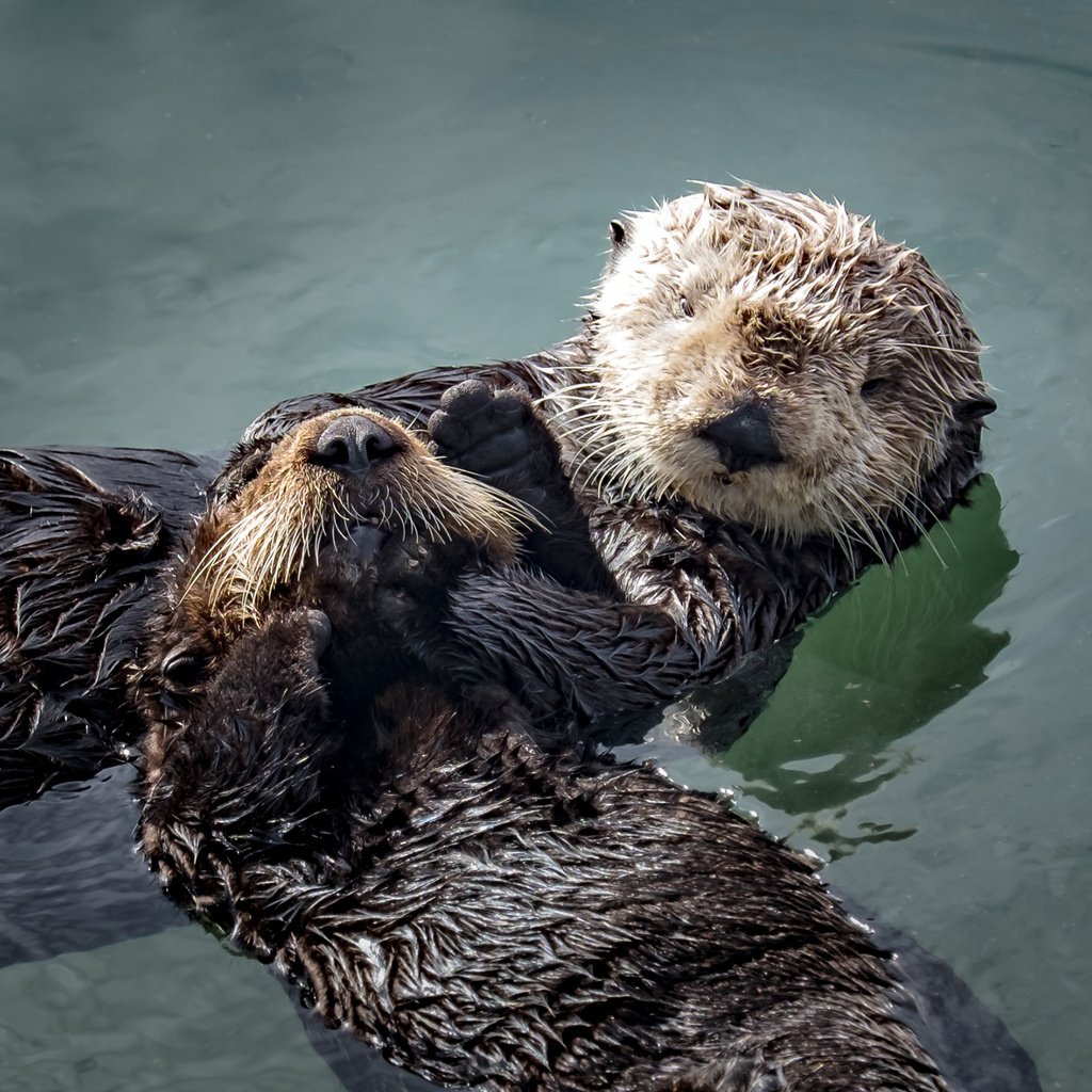 Обои вода, животные, мордочка, отдых, выдры, larry moberly, water, animals, muzzle, stay, otters разрешение 2560x1600 Загрузить