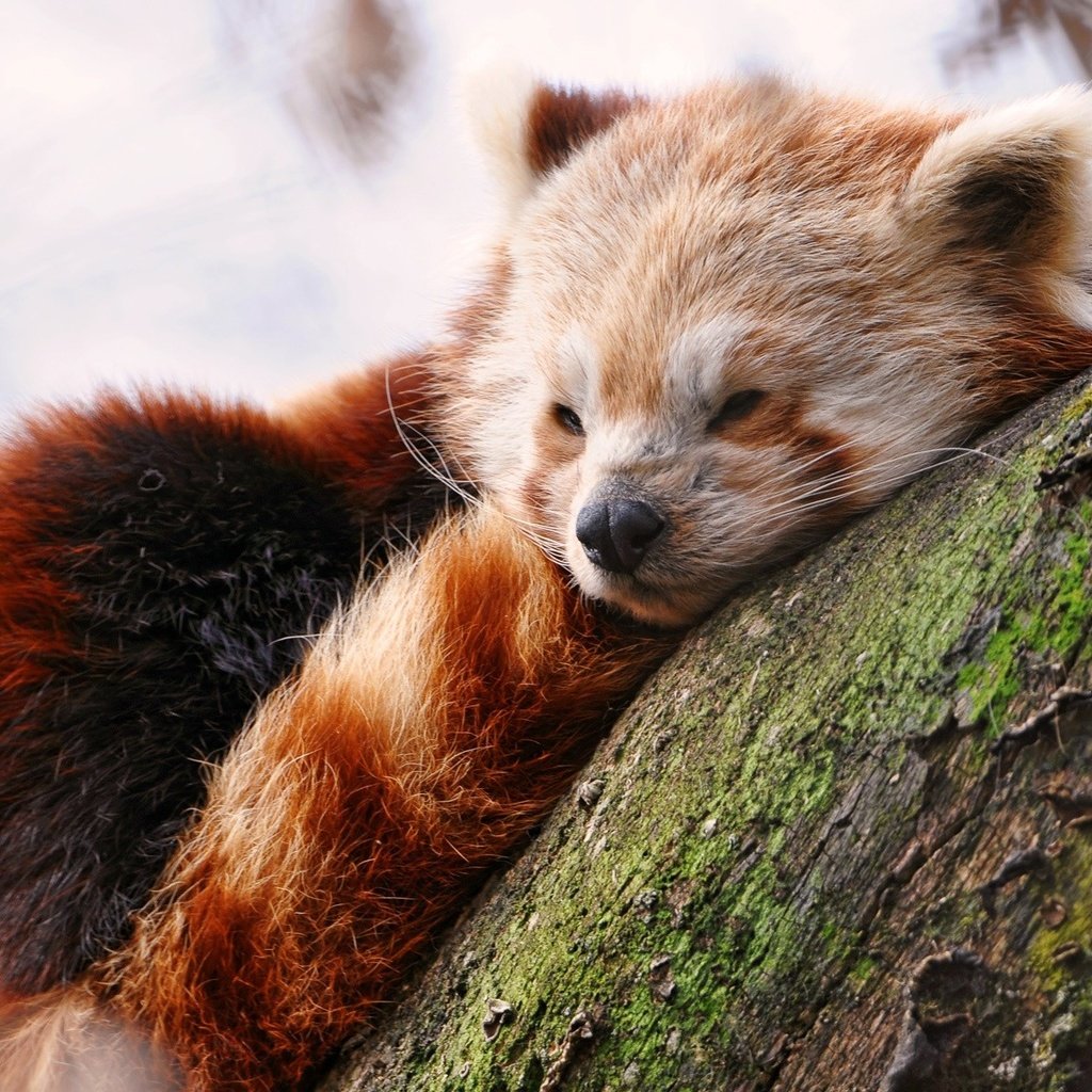 Обои дерево, мордочка, сон, красная панда, малая панда, tree, muzzle, sleep, red panda разрешение 1920x1200 Загрузить