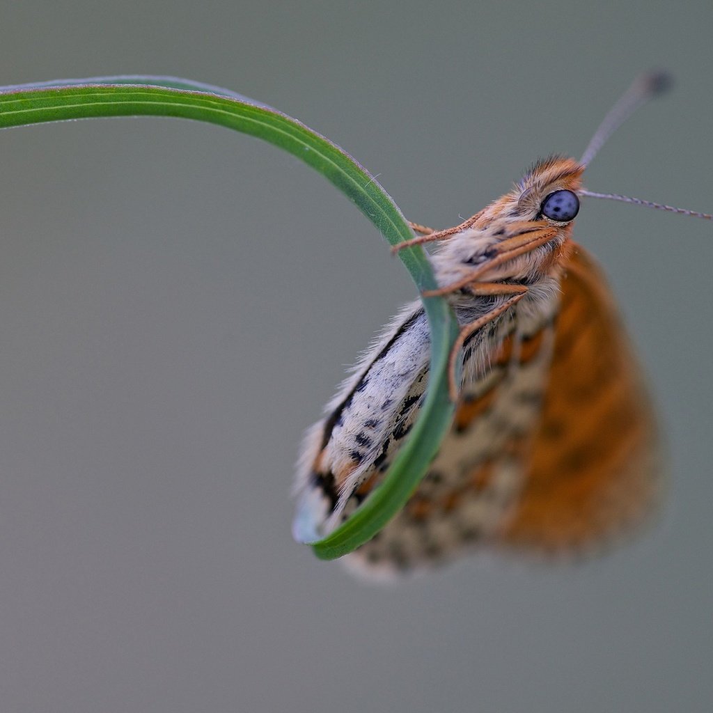 Обои трава, макро, насекомое, бабочка, крылья, травинка, grass, macro, insect, butterfly, wings, a blade of grass разрешение 1920x1200 Загрузить