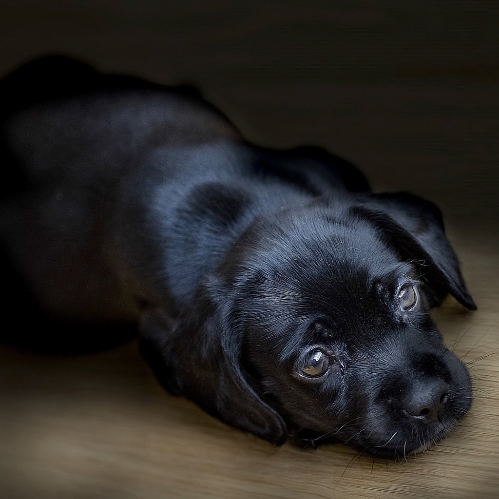 Обои черный, собака, щенок, лабрадор, ретривер, black, dog, puppy, labrador, retriever разрешение 2560x1696 Загрузить