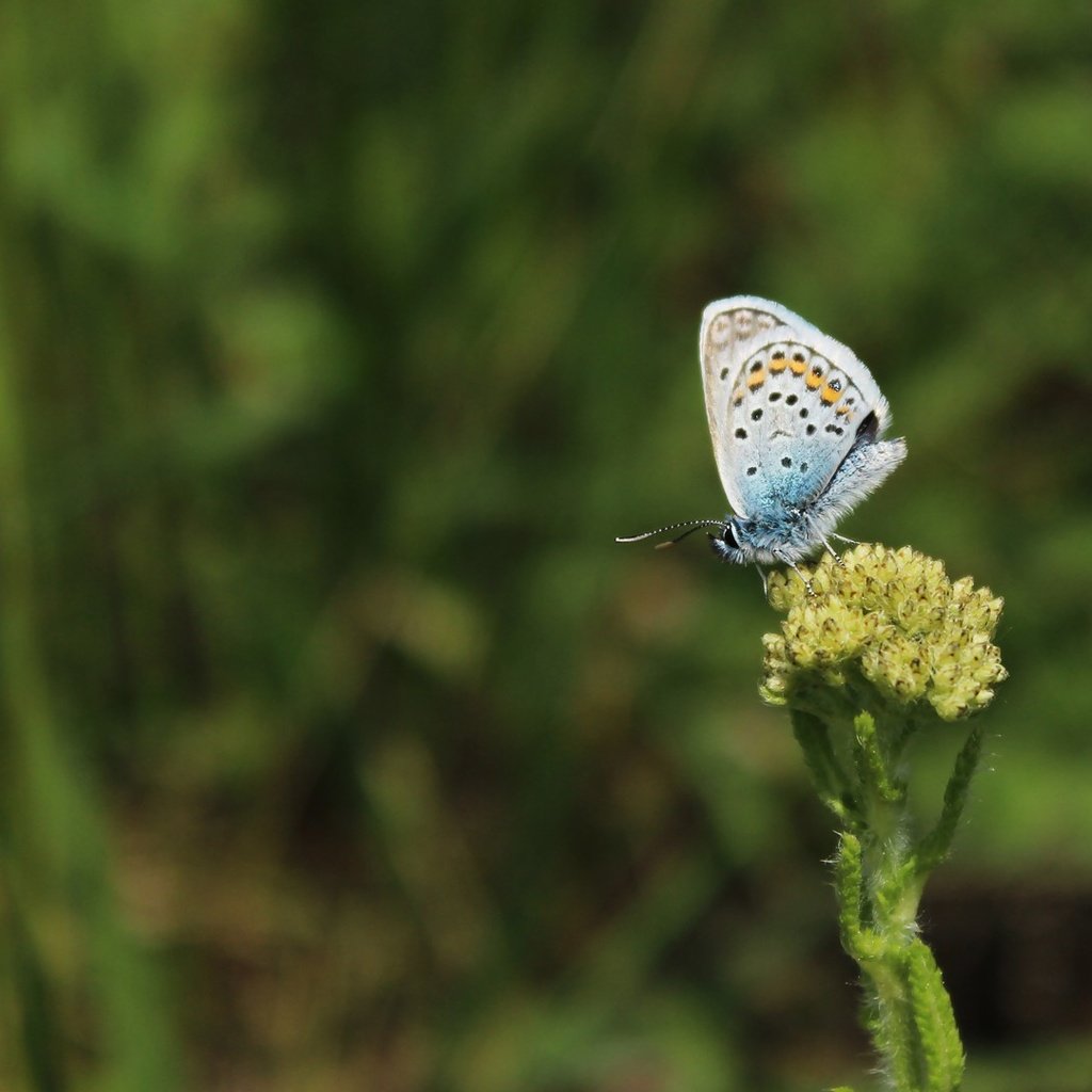 Обои трава, насекомое, бабочка, крылья, растение, grass, insect, butterfly, wings, plant разрешение 1920x1080 Загрузить