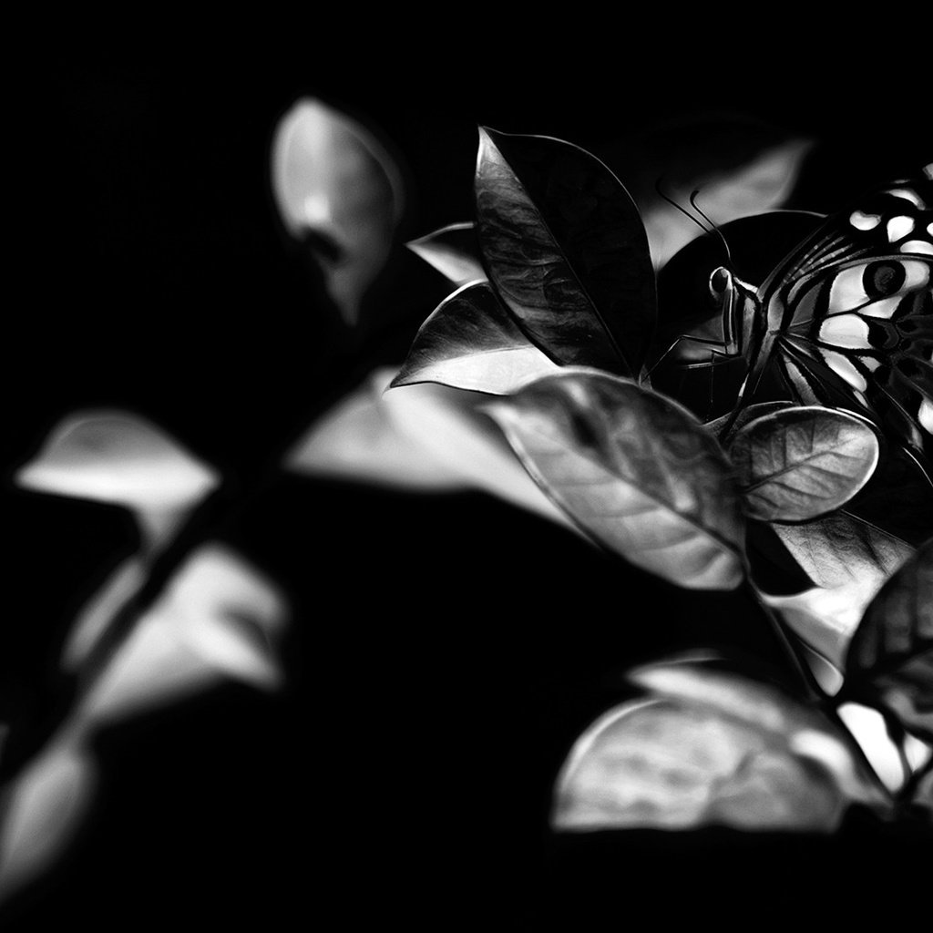 Обои листья, насекомое, бабочка, чёрно-белое, крылья, leaves, insect, butterfly, black and white, wings разрешение 1920x1080 Загрузить