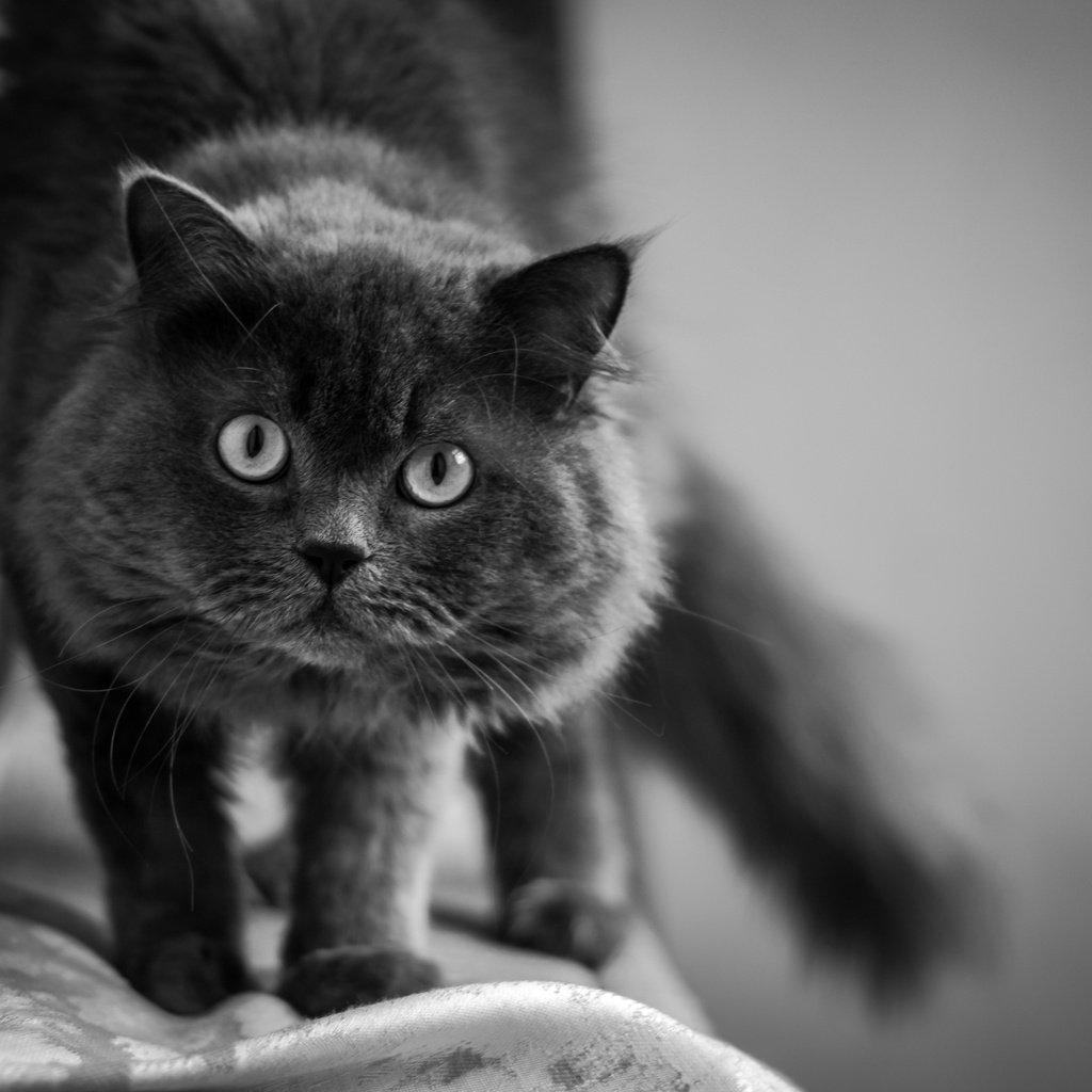 Обои кот, мордочка, усы, кошка, взгляд, чёрно-белое, cat, muzzle, mustache, look, black and white разрешение 4816x3010 Загрузить