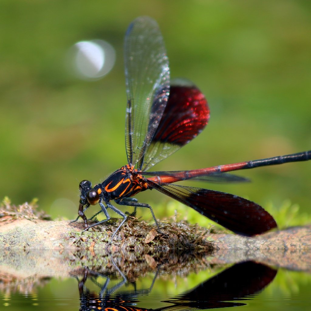 Обои насекомое, крылья, стрекоза, insect, wings, dragonfly разрешение 4852x3235 Загрузить