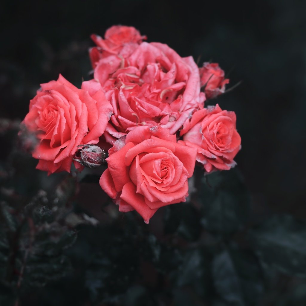 Обои цветы, бутоны, розы, лепестки, черный фон, куст, flowers, buds, roses, petals, black background, bush разрешение 6016x4000 Загрузить