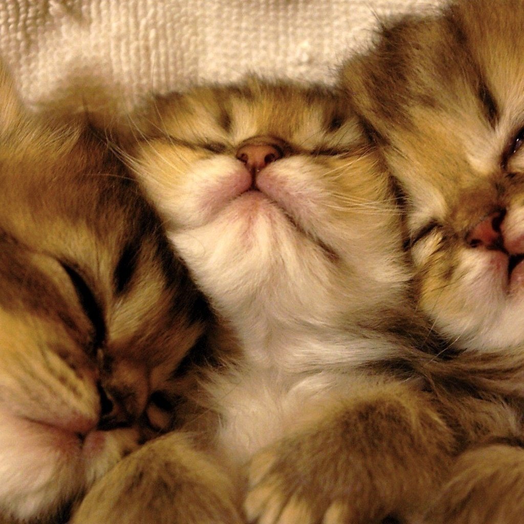 Обои сон, кошки, котята, мордочки, милые, sleep, cats, kittens, faces, cute разрешение 1920x1080 Загрузить