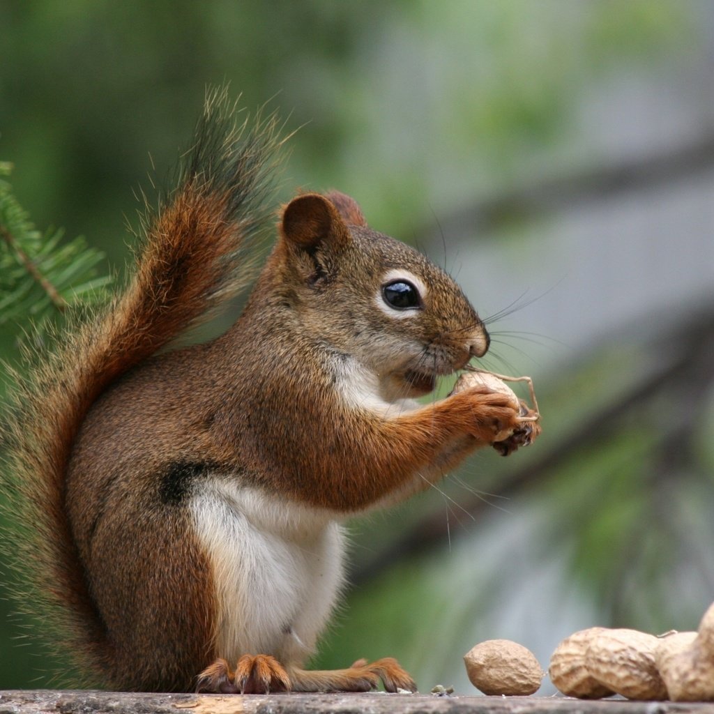 Обои орехи, хвоя, профиль, белка, хвост, арахис, белочка, nuts, needles, profile, protein, tail, peanuts, squirrel разрешение 1920x1200 Загрузить