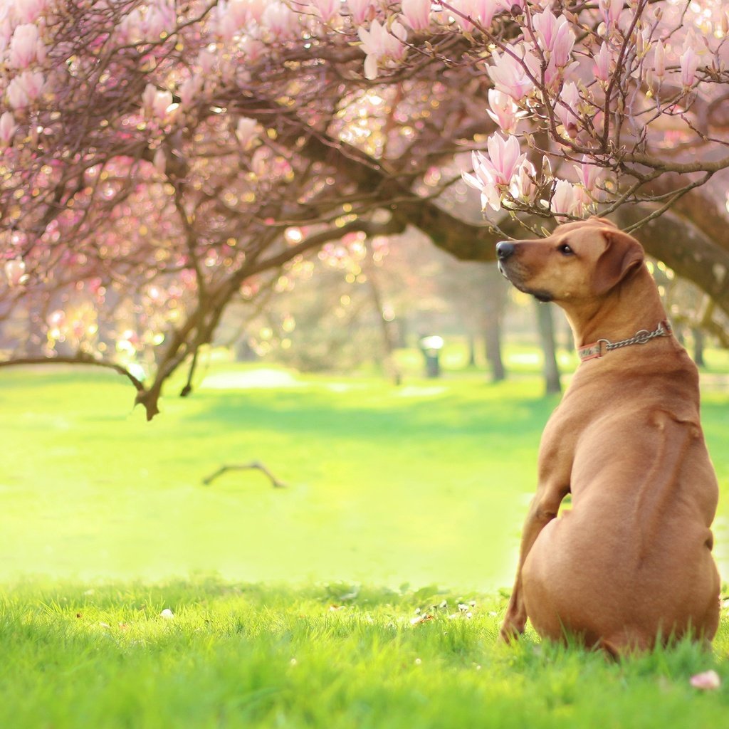 The dog in the garden. Собака Весна. Собака и цветущее дерево. Собаки в парке Весна. Собака ветка.