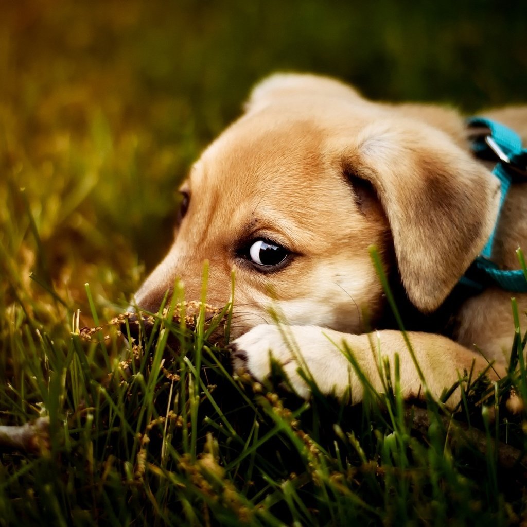Обои глаза, мордашка, трава, ветка, природа, взгляд, собака, лежит, щенок, eyes, face, grass, branch, nature, look, dog, lies, puppy разрешение 2000x1125 Загрузить