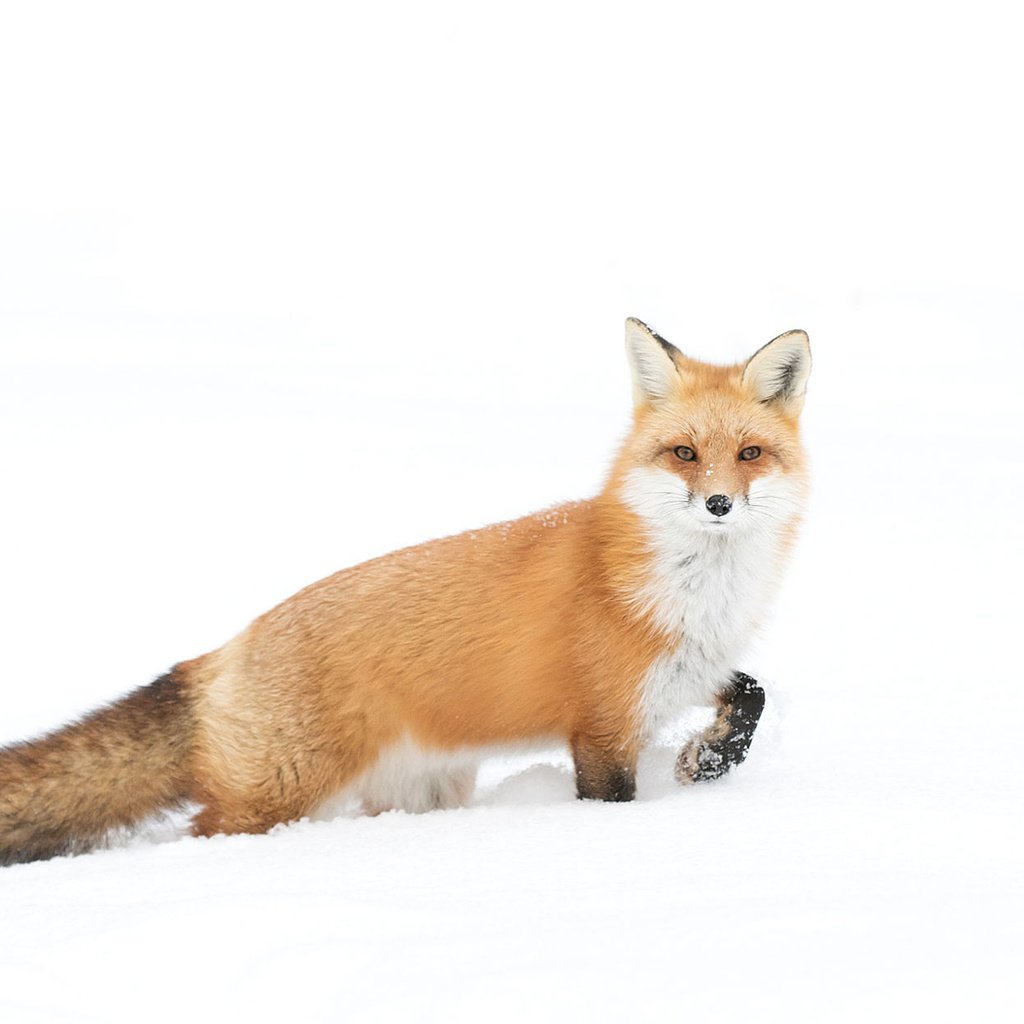 Обои снег, зима, взгляд, лиса, лисица, хвост, jim cumming, snow, winter, look, fox, tail разрешение 1920x1200 Загрузить