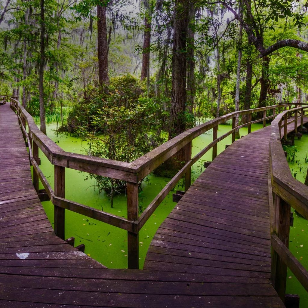 Обои природа, мостик, лес, болото, тропинка, южная каролина, топь, хилтон-хед, nature, the bridge, forest, swamp, path, south carolina, the swamp, hilton head разрешение 1920x1080 Загрузить