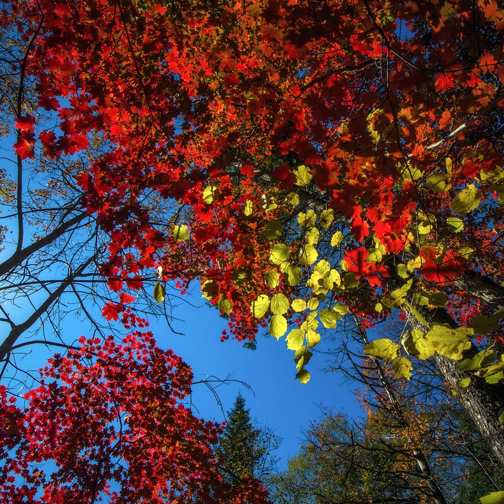 Обои небо, деревья, природа, лес, листья, осень, vitaly berkov, the sky, trees, nature, forest, leaves, autumn разрешение 1920x1200 Загрузить