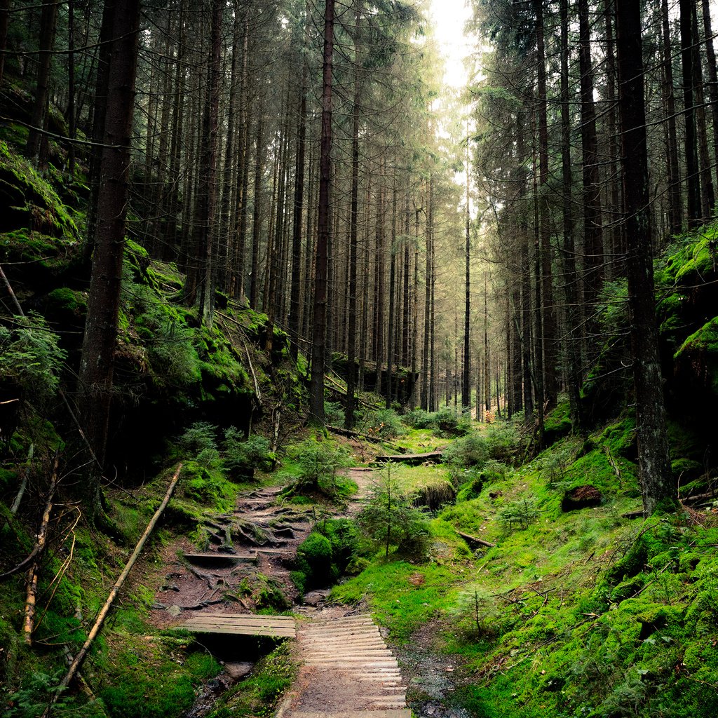 Обои деревья, природа, лес, ветки, стволы, тропинка, мох, sven wloch, trees, nature, forest, branches, trunks, path, moss разрешение 2880x1800 Загрузить