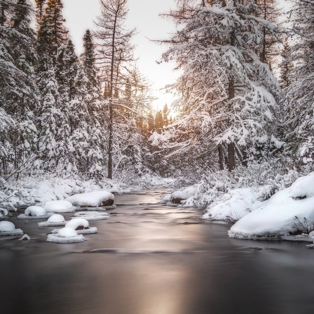 Обои деревья, река, снег, природа, лес, зима, trees, river, snow, nature, forest, winter разрешение 1920x1080 Загрузить