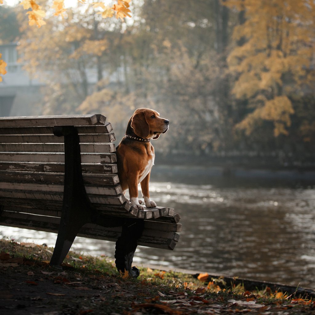 Обои деревья, листья, парк, осень, собака, скамейка, бигль, trees, leaves, park, autumn, dog, bench, beagle разрешение 1920x1200 Загрузить