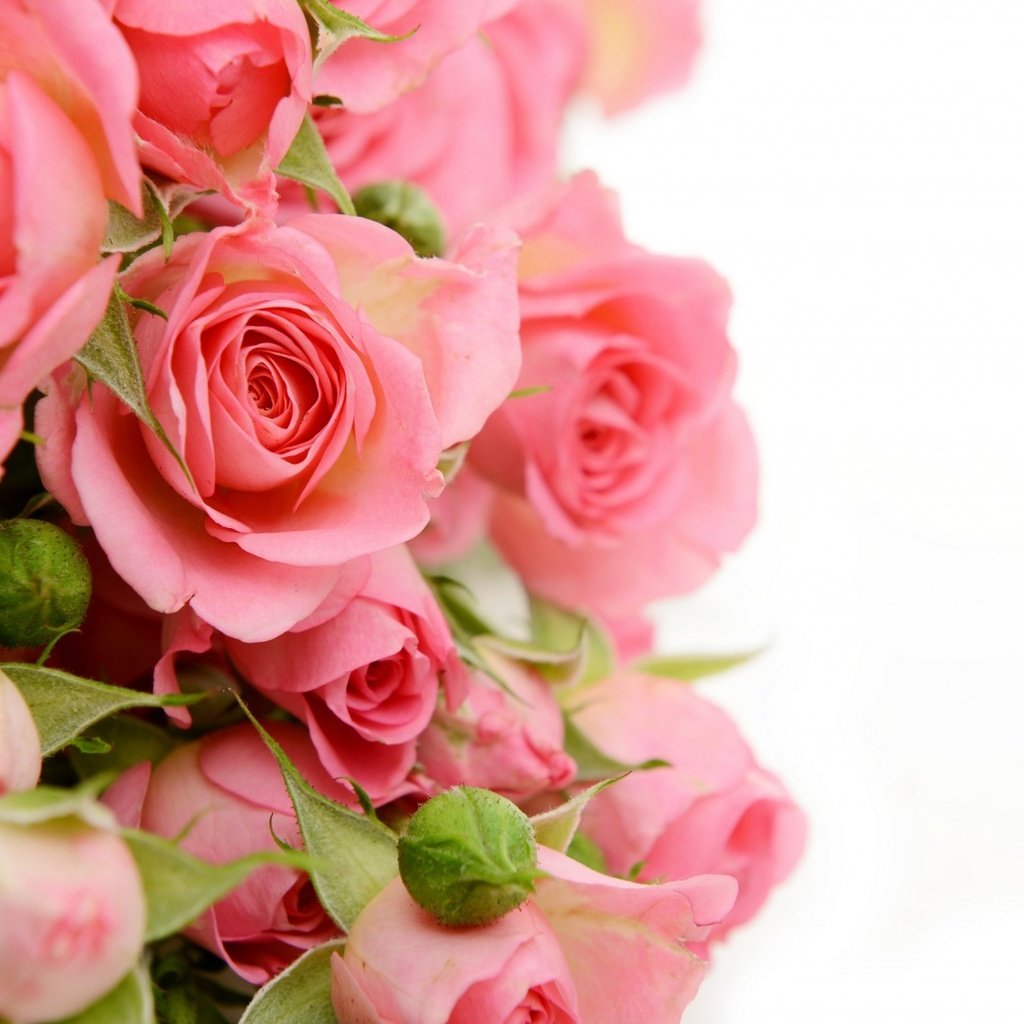 Обои цветы, бутоны, розы, бутон, букет, flowers, buds, roses, bud, bouquet разрешение 1920x1080 Загрузить