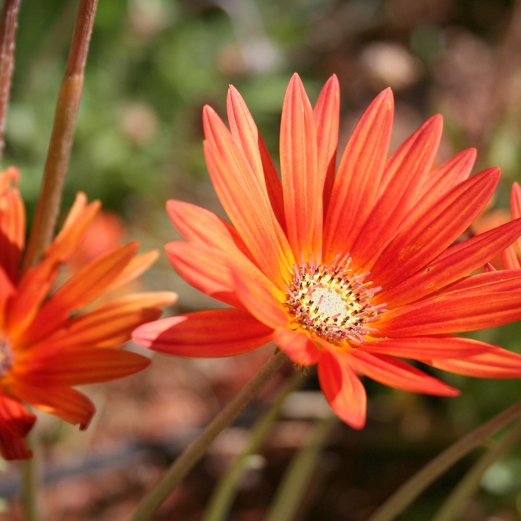 Обои цветы, природа, листья, лепестки, сад, оранжевые, гербера, flowers, nature, leaves, petals, garden, orange, gerbera разрешение 2772x1908 Загрузить