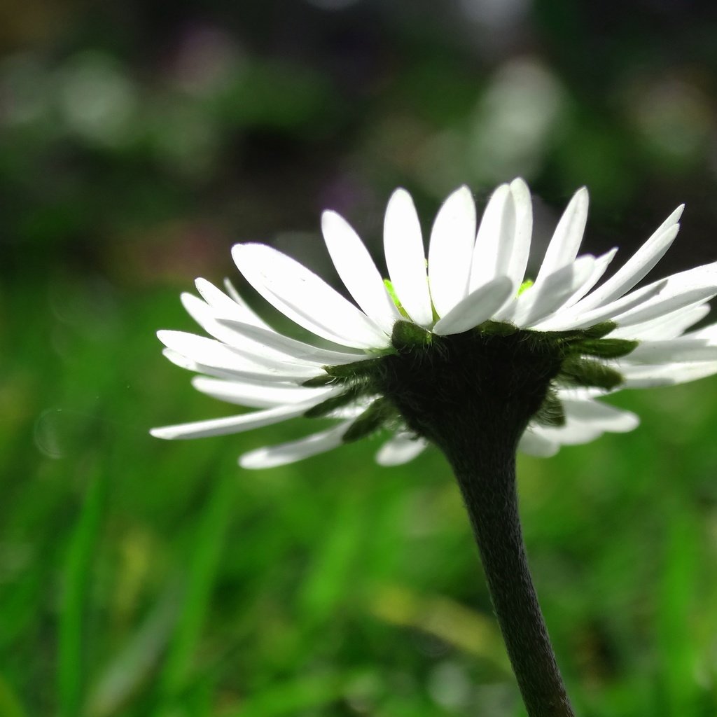 Обои макро, цветок, лепестки, ромашка, размытость, белая, macro, flower, petals, daisy, blur, white разрешение 4056x2768 Загрузить