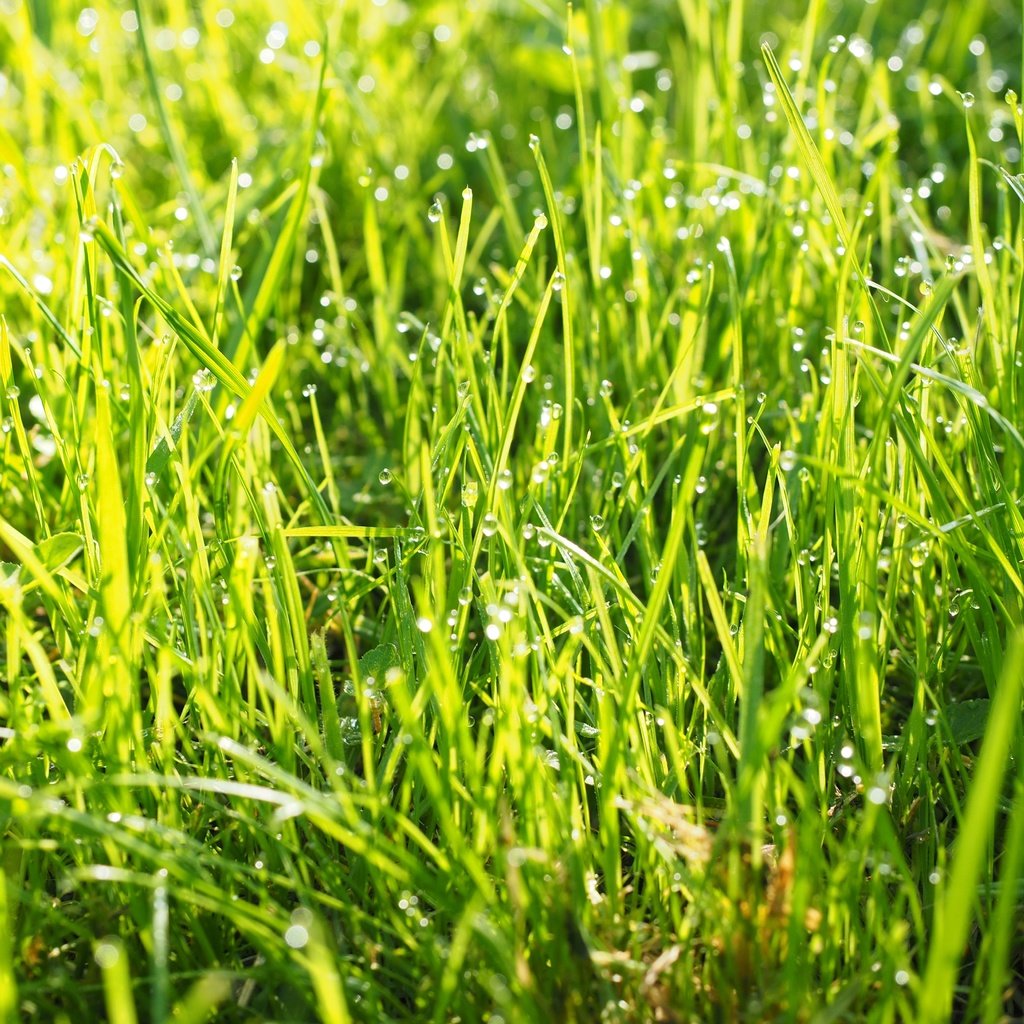Обои трава, природа, зелень, роса, капли, grass, nature, greens, rosa, drops разрешение 4608x3456 Загрузить
