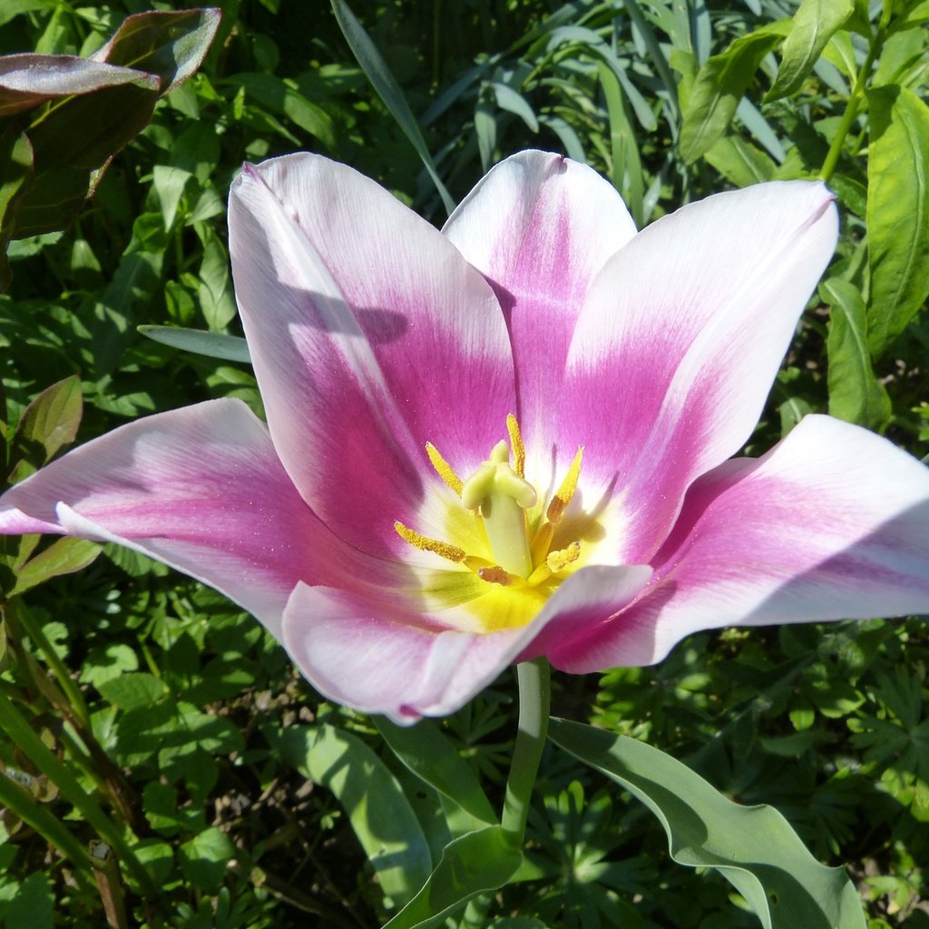 Обои цветок, весна, тюльпан, flower, spring, tulip разрешение 4000x3000 Загрузить