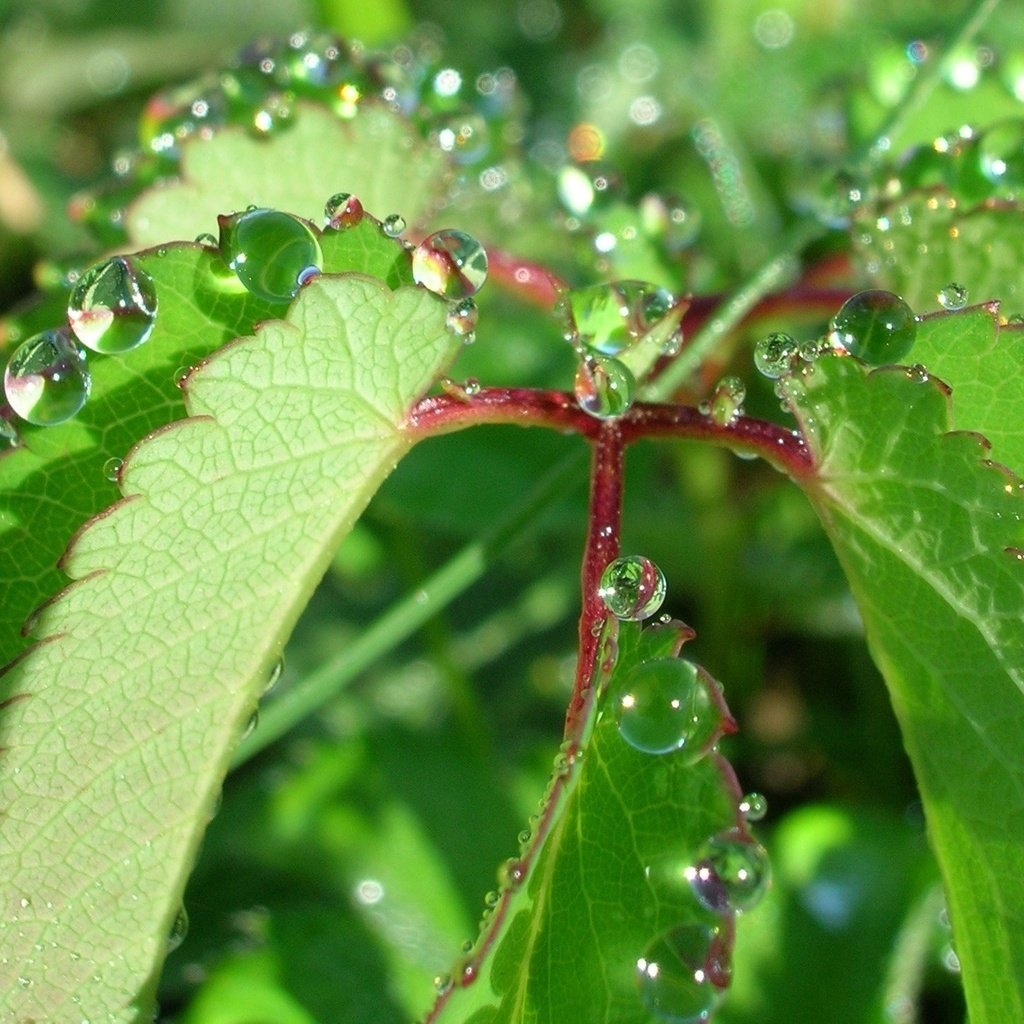 Обои природа, листья, роса, капли, растение, nature, leaves, rosa, drops, plant разрешение 1944x1446 Загрузить