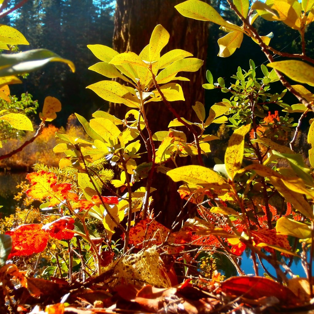 Обои природа, листья, листва, осень, nature, leaves, foliage, autumn разрешение 4608x3456 Загрузить