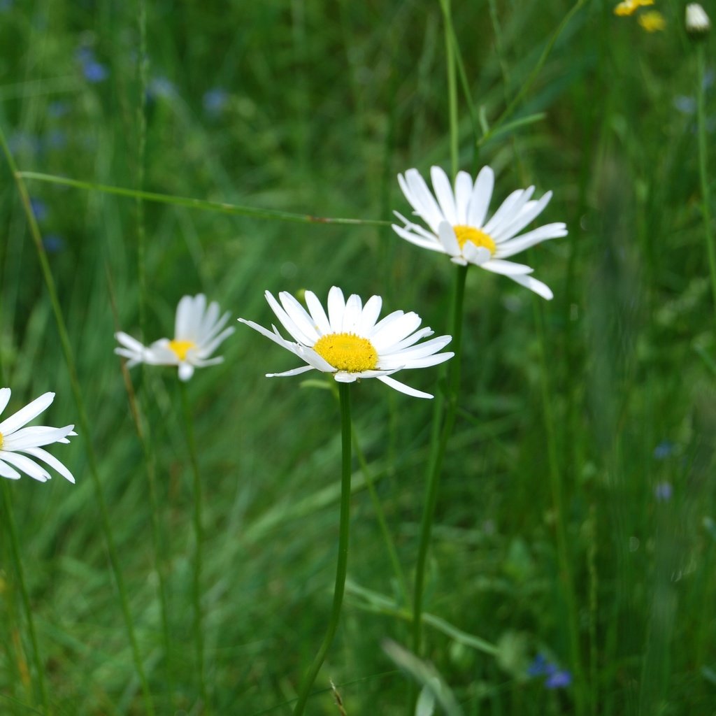 Обои цветы, трава, природа, ромашки, полевые цветы, flowers, grass, nature, chamomile, wildflowers разрешение 3872x2592 Загрузить