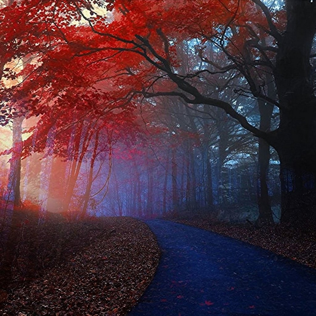 Обои дорога, деревья, лес, туман, осень, road, trees, forest, fog, autumn разрешение 1920x1082 Загрузить