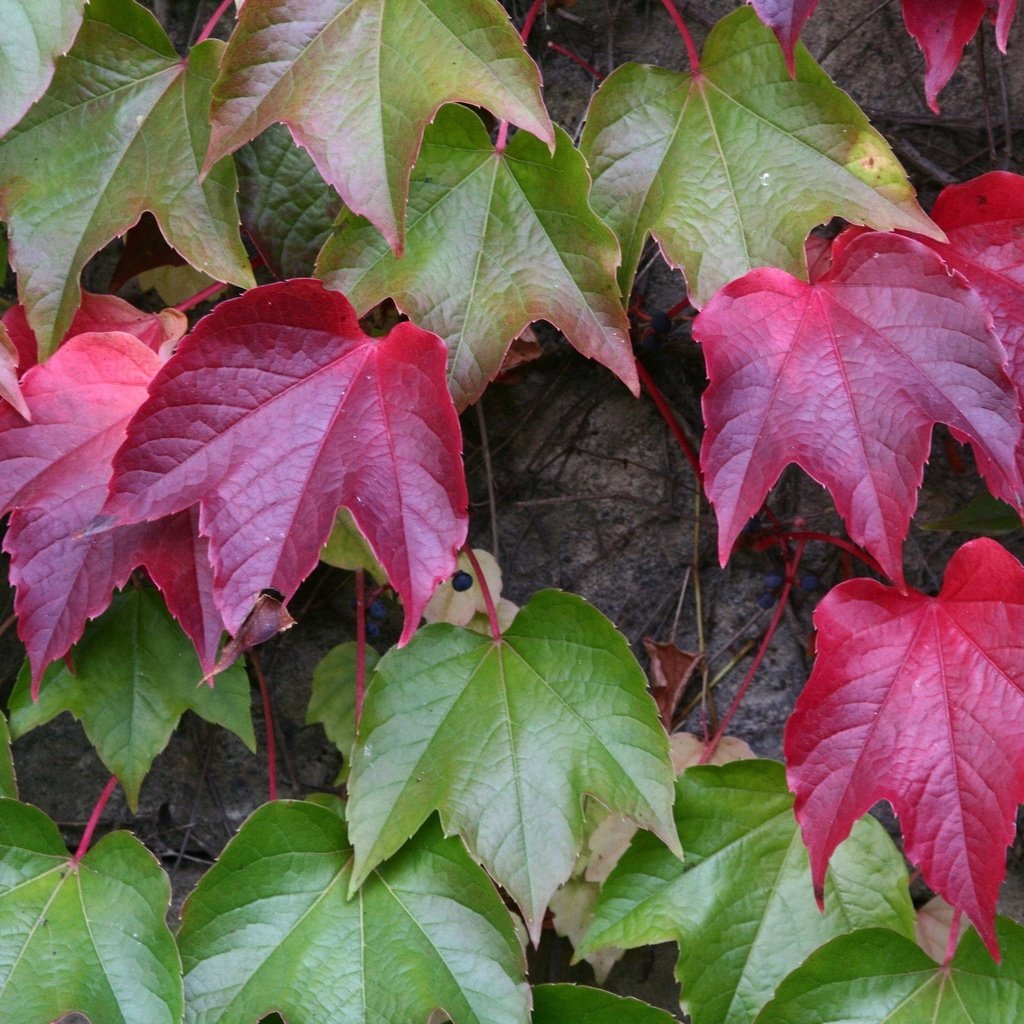 Обои листья, осень, растение, leaves, autumn, plant разрешение 2400x1600 Загрузить