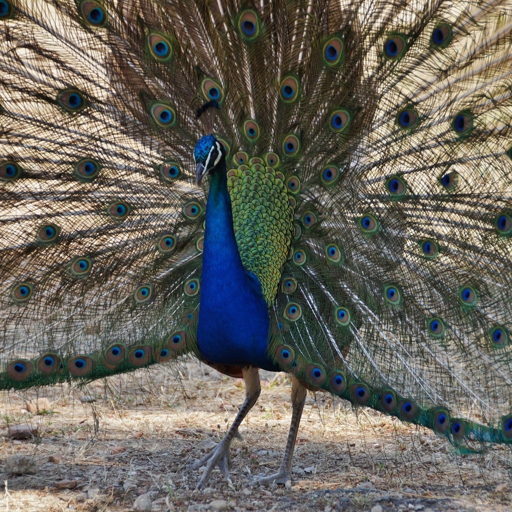 Обои птица, павлин, перья, хвост, bird, peacock, feathers, tail разрешение 2725x1694 Загрузить