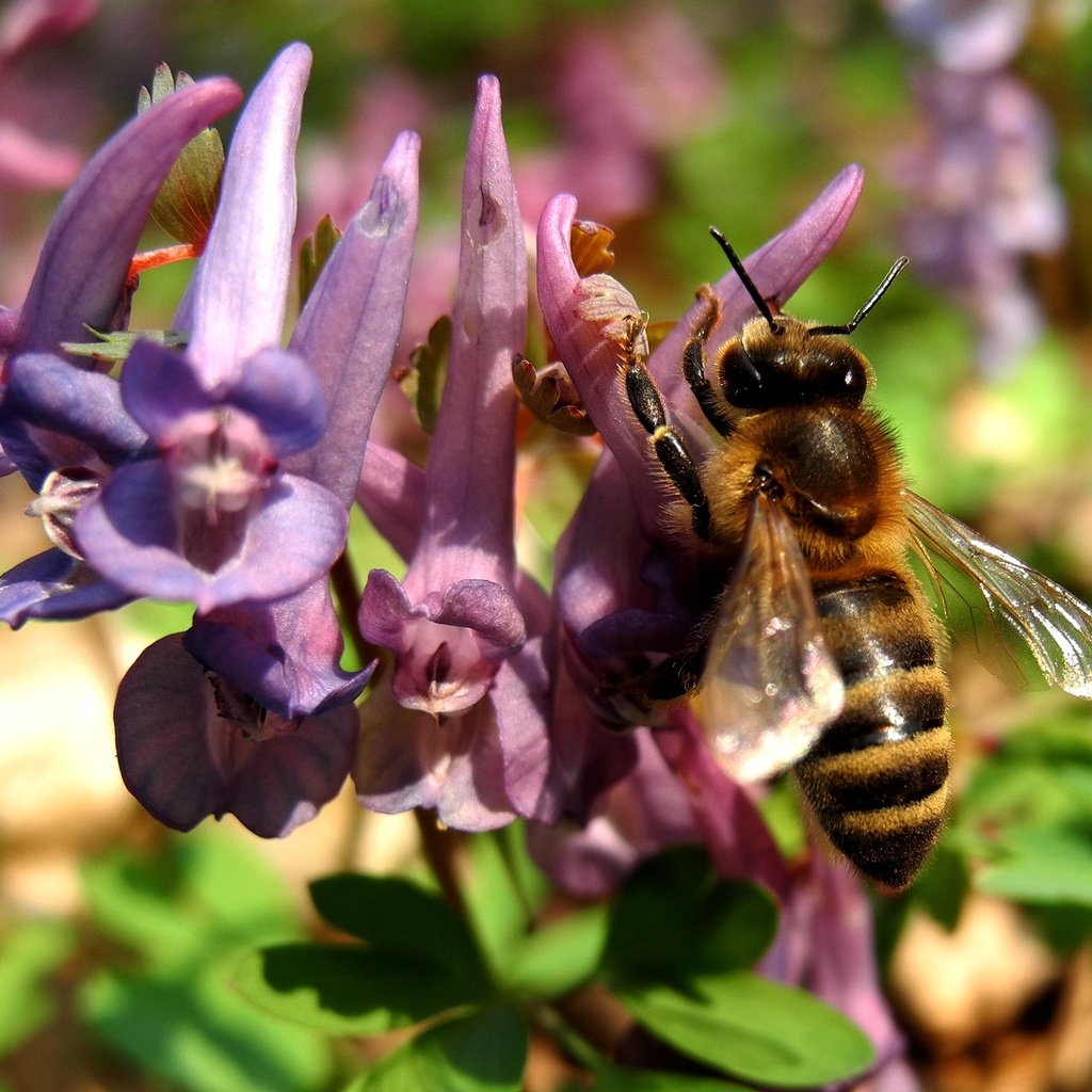 Обои природа, насекомое, цветок, растение, макросъемка, пчела, nature, insect, flower, plant, macro, bee разрешение 2581x1936 Загрузить