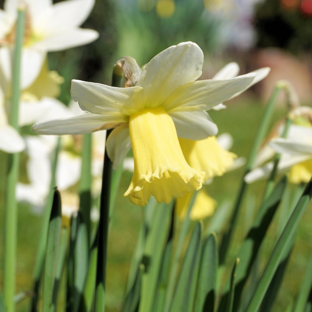 Обои цветы, лепестки, стебли, нарциссы, flowers, petals, stems, daffodils разрешение 4000x2666 Загрузить