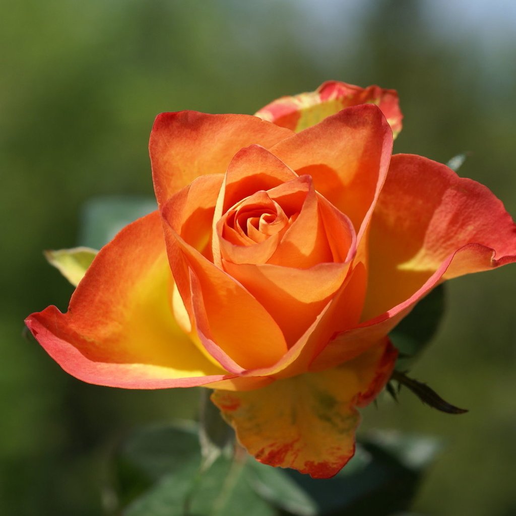 Обои цветок, роза, лепестки, размытость, бутон, оранжевая, боке, flower, rose, petals, blur, bud, orange, bokeh разрешение 1920x1200 Загрузить