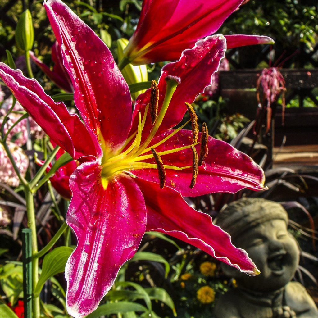 Обои цветение, цветок, лепестки, тычинки, лилия, макросъемка, flowering, flower, petals, stamens, lily, macro разрешение 3648x2736 Загрузить