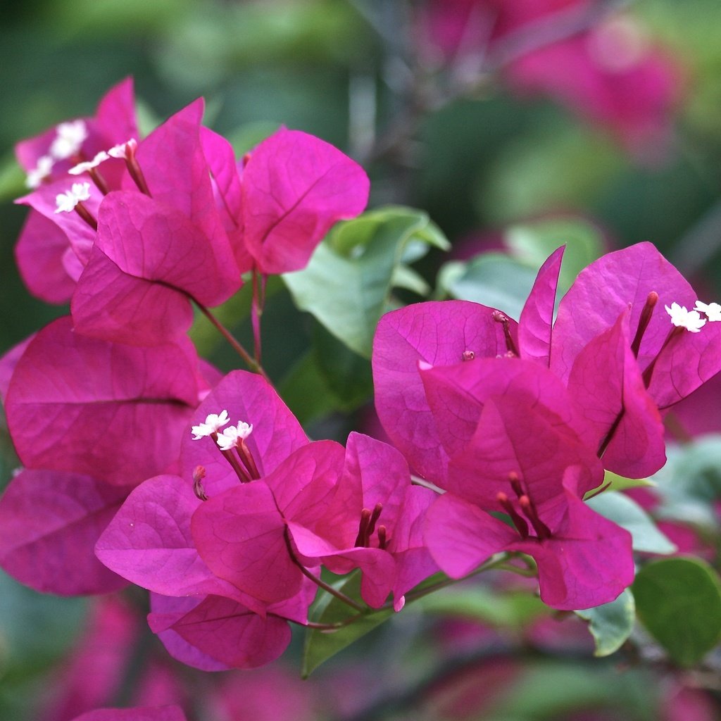 Обои цветы, листья, лепестки, бугенвиллия, flowers, leaves, petals, bougainvillea разрешение 3888x2592 Загрузить